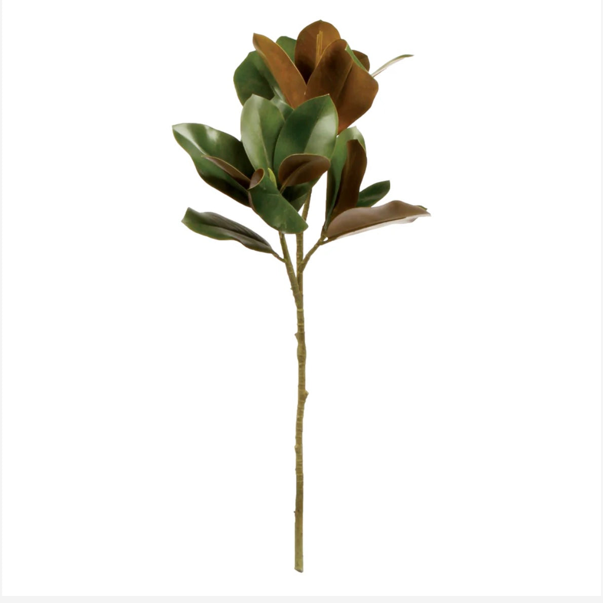 Grand Magnolia Leaf Stem - 32"
