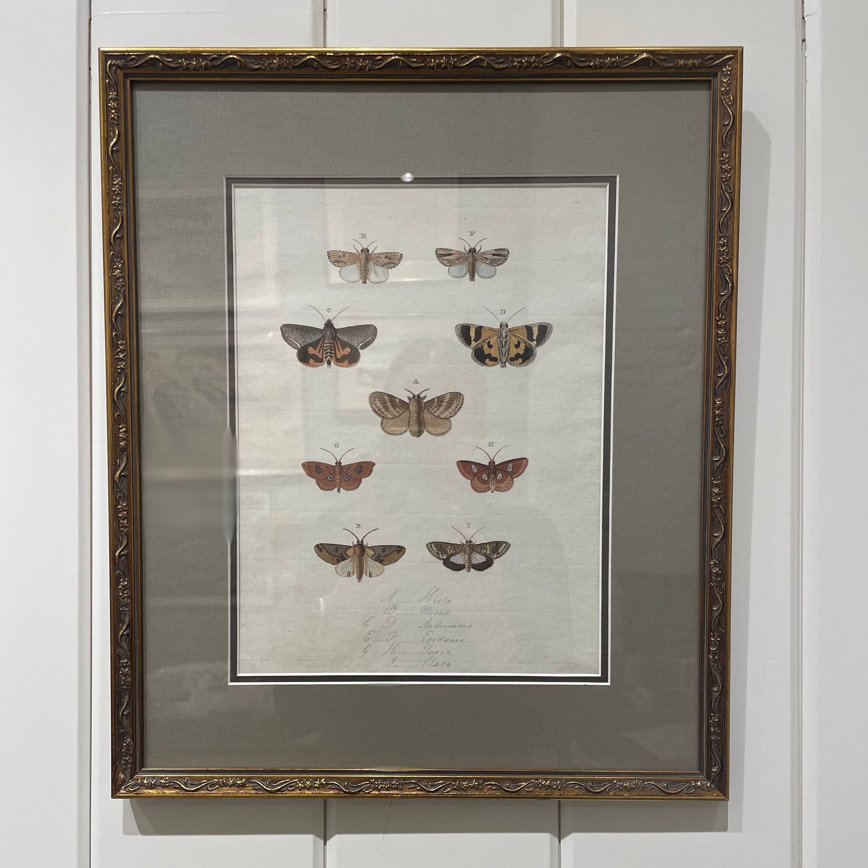 Framed Butterfly Series