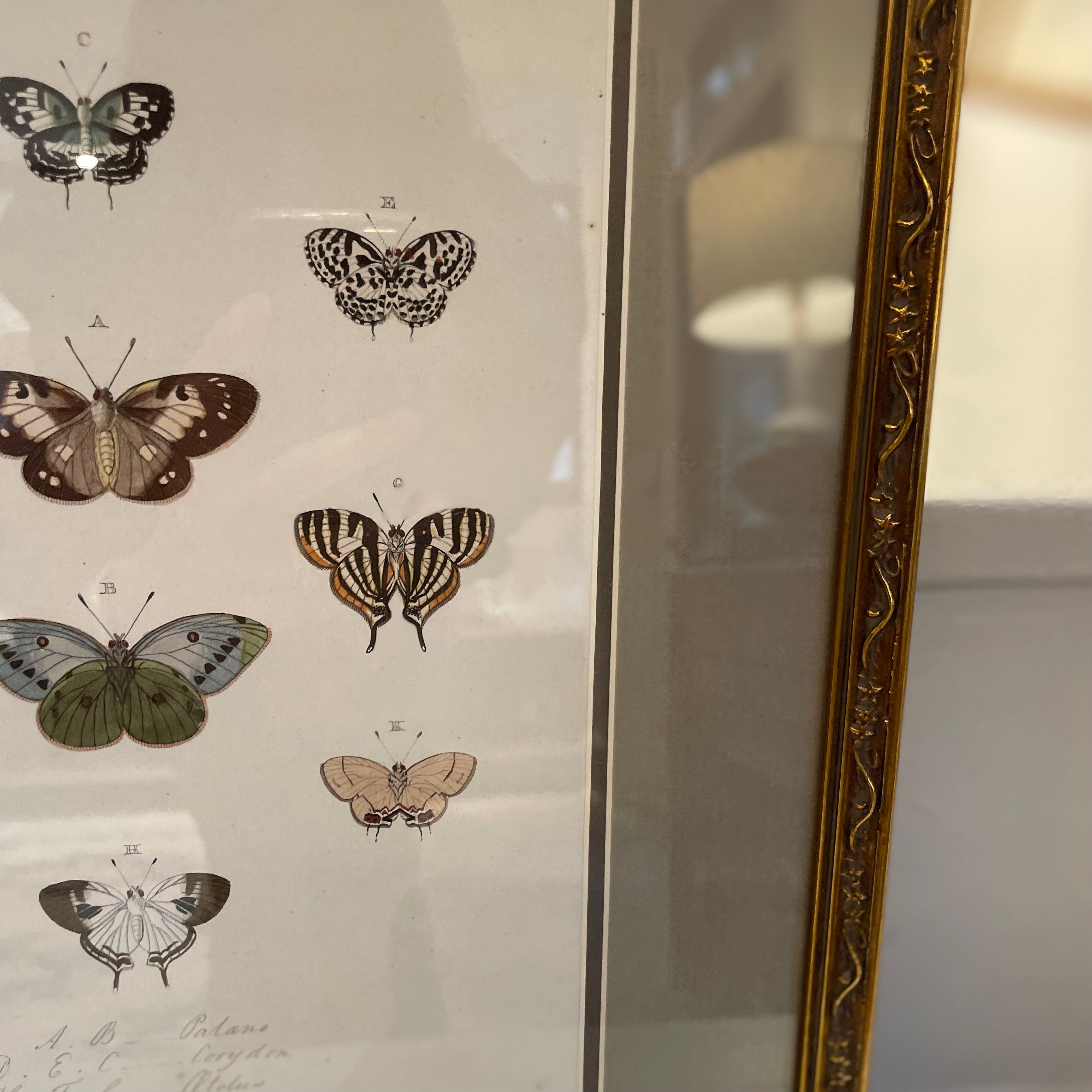 Framed Butterfly Series